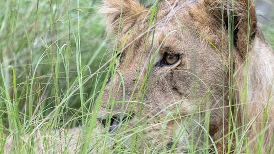 Uganda Lioness Wallpaper