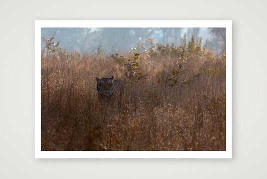 Chhaya — 100×70cm, 39×28" Print only