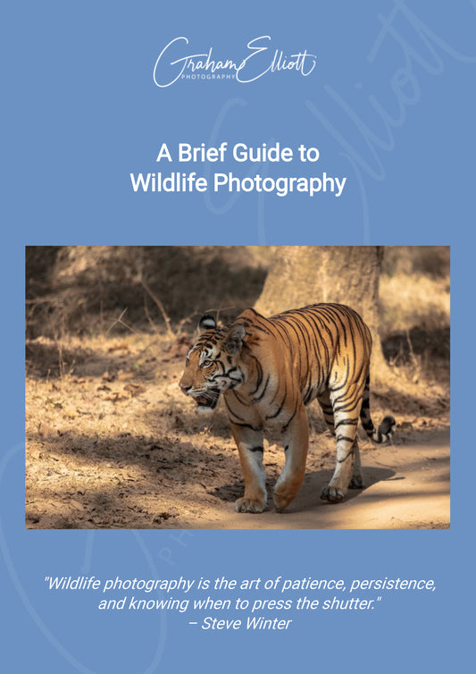 A Brief Guide to Wildlife Photography