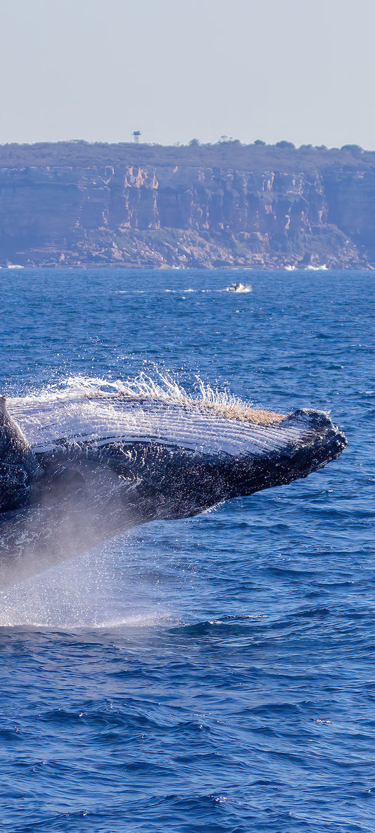 Afternoon Breach Wallpaper