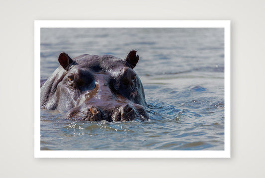 Kotsi — 100×70cm, 39×28" Print only