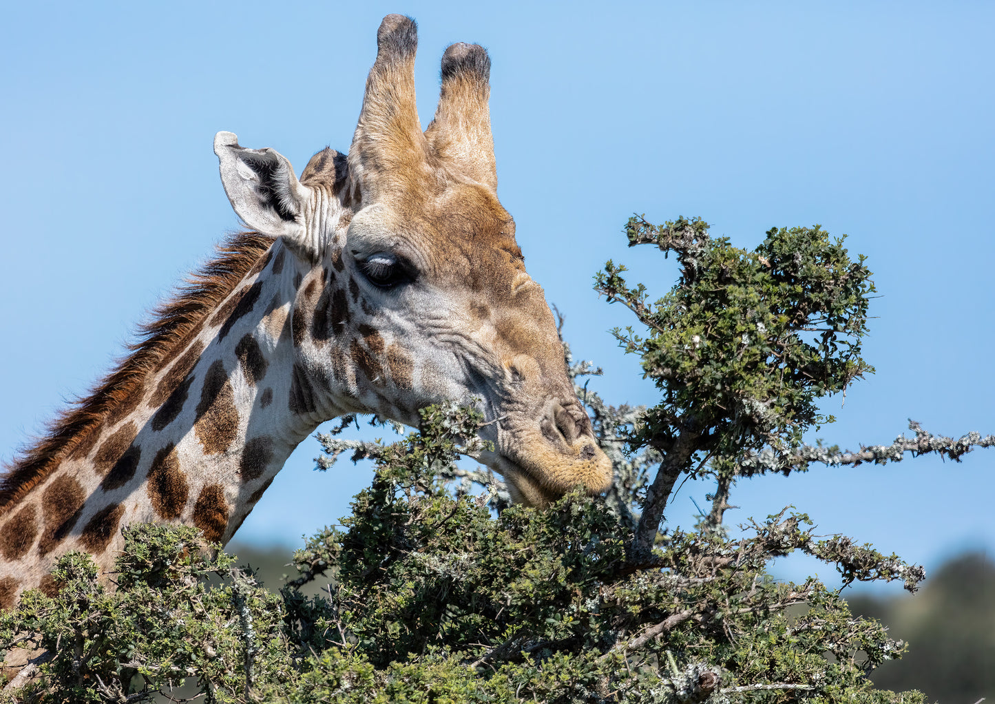 Hungry Giraffe Wallpaper