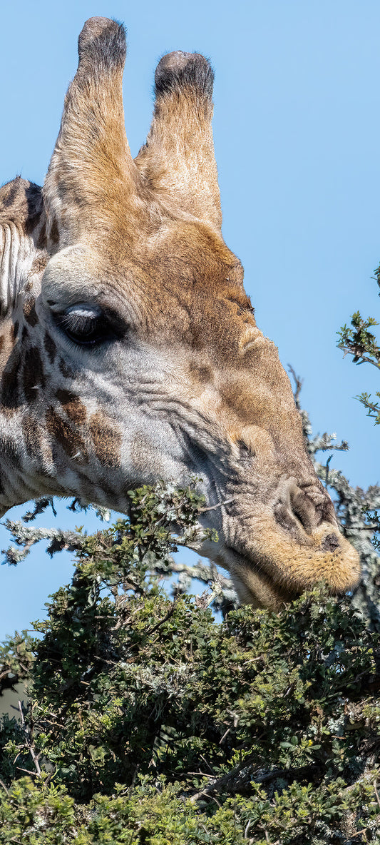 Hungry Giraffe Wallpaper