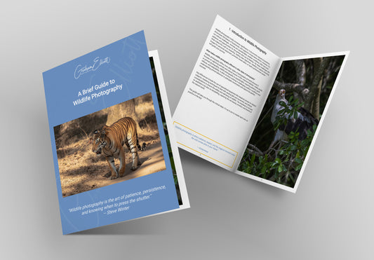 A Brief Guide to Wildlife Photography