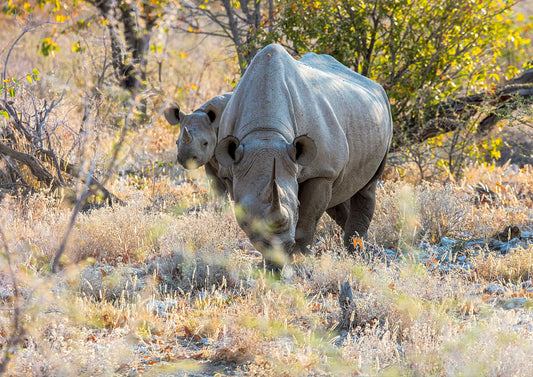 Conservation Through the Lens: Why Wildlife Photography Matters