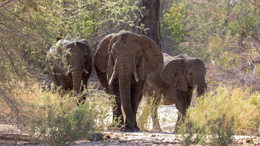 How to Photograph Elephants in the Wild: Tips from the Field