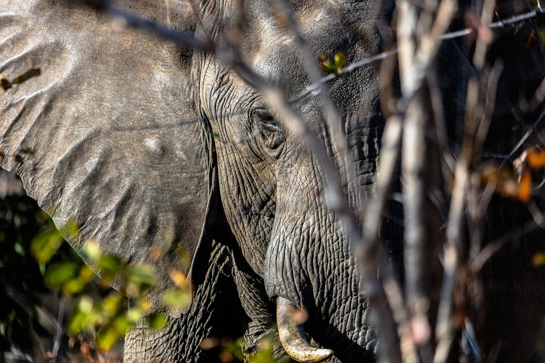 Victoria Falls & Zimbabwe Wildlife: A Photographer's Guide