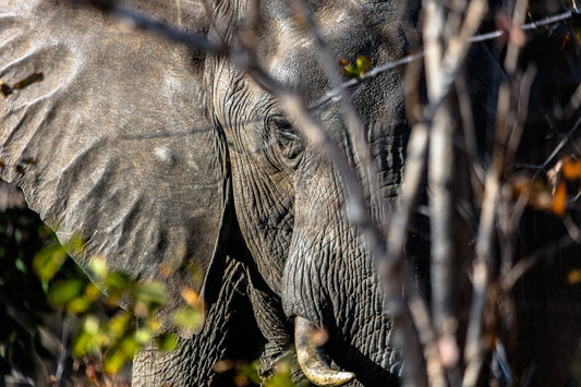 Victoria Falls & Zimbabwe Wildlife: A Photographer's Guide