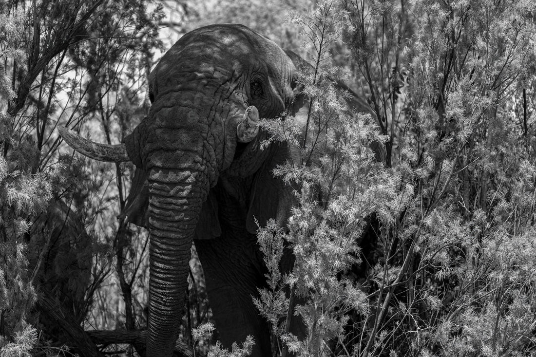 Best Times to Photograph Wildlife in Namibia: A Seasonal Guide