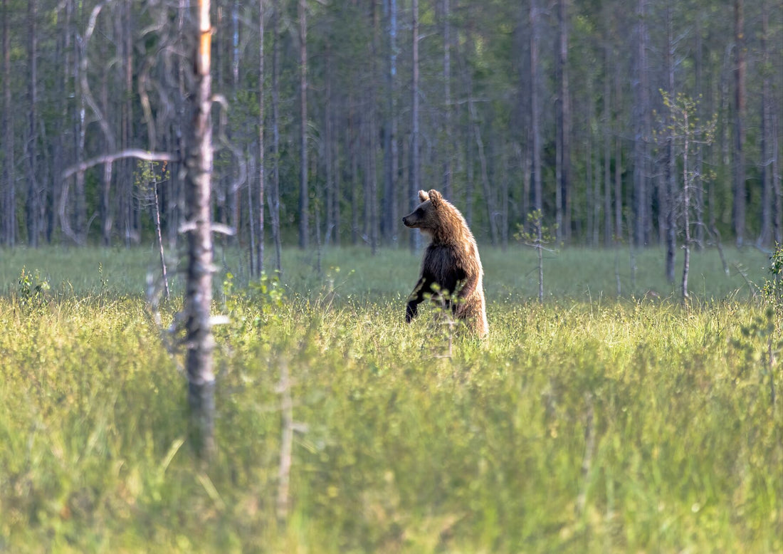 Beginner's Guide to Wildlife Photography: Everything You Need to Get Started