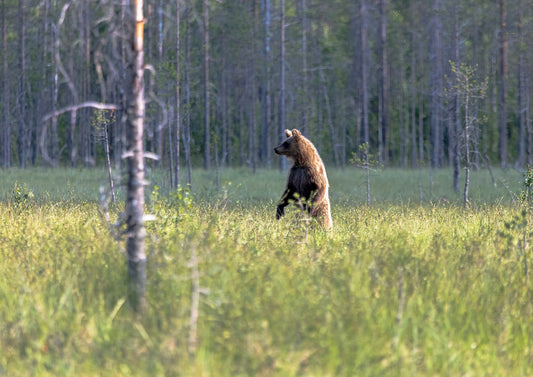 Beginner's Guide to Wildlife Photography: Everything You Need to Get Started