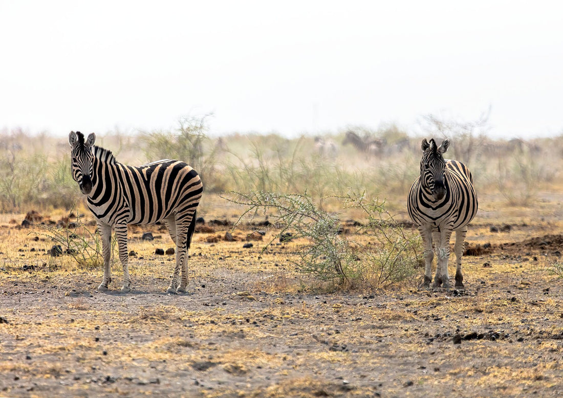 Behind the Lens: My Etosha National Park Photography Experience