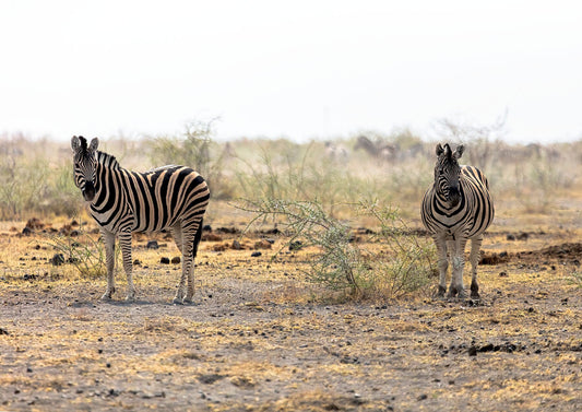 Behind the Lens: My Etosha National Park Photography Experience