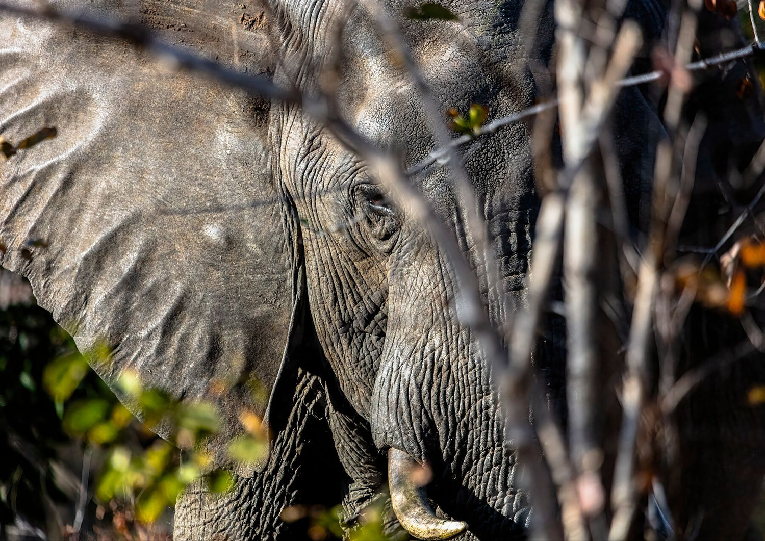 2026 Wildlife Calendar Image Collection