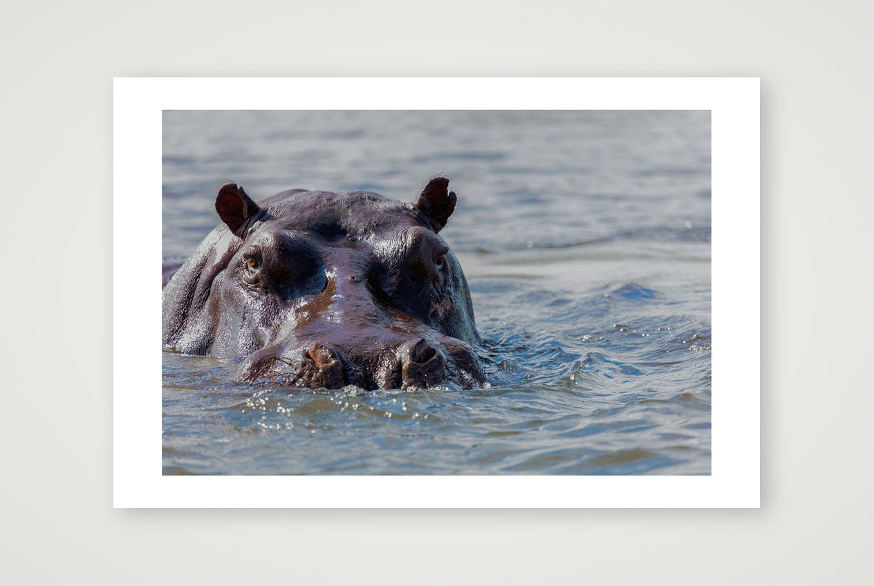 Kotsi — 60×40cm, 24×16" Print only
