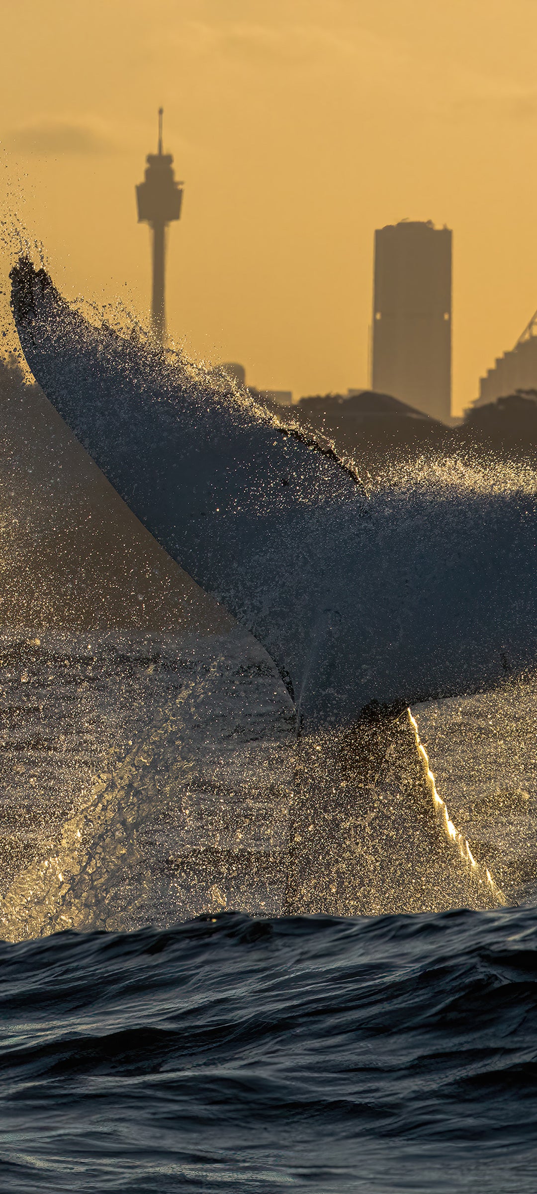 Sunset Fluke Wallpaper