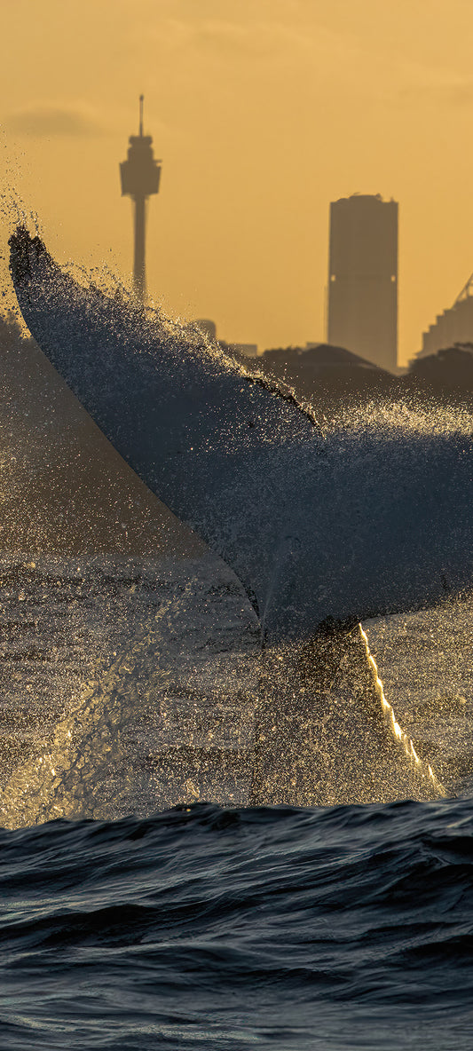 Sunset Fluke Wallpaper