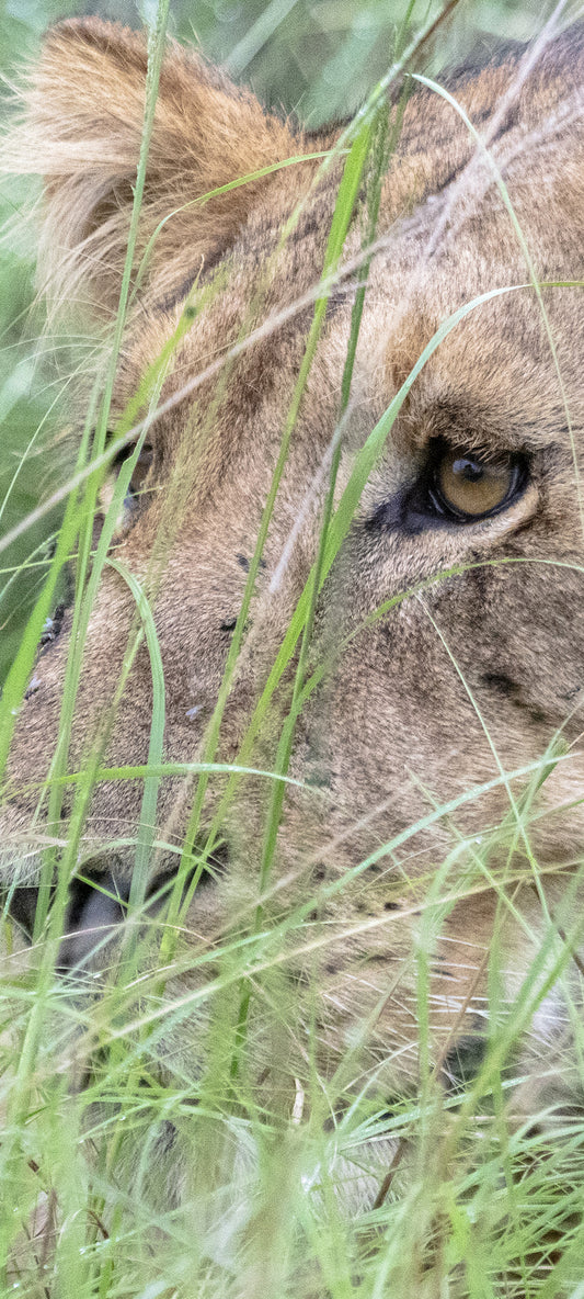 Uganda Lioness Wallpaper