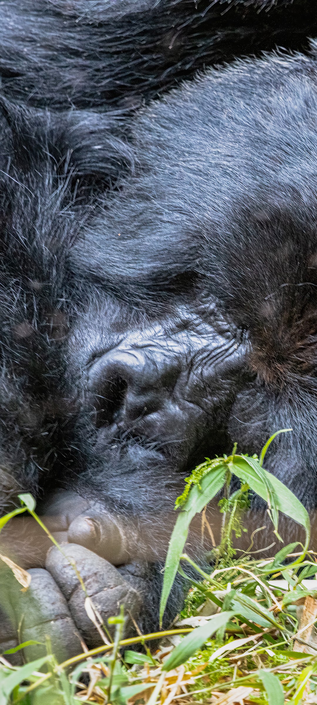 Sleeping Gorilla Wallpaper