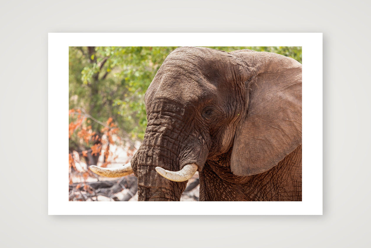 Nzou — 60×40cm, 24×16" Print only