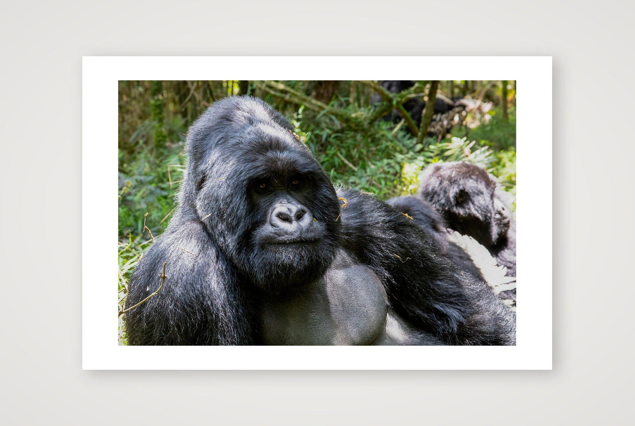 Amani — 45×30cm, 18×12" Print only