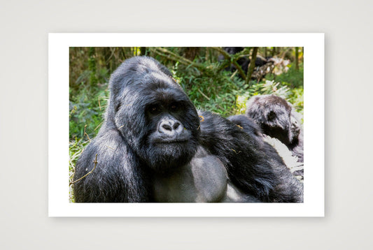 Amani — 60×40cm, 24×16" Print only