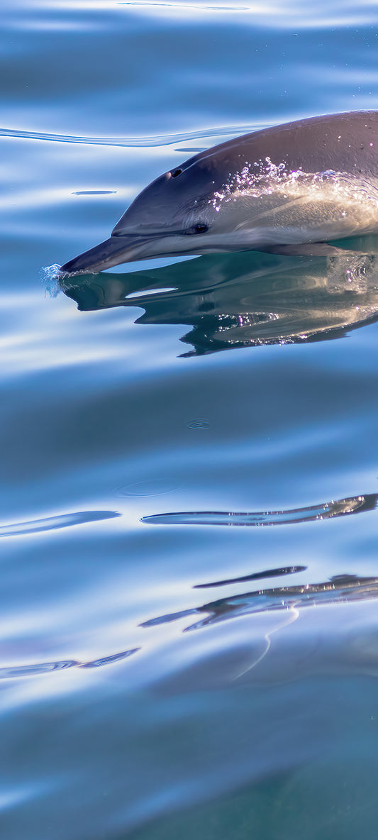 Dolphins Wallpaper