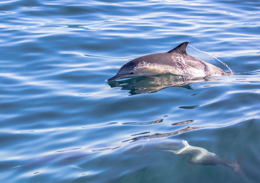 Dolphins Wallpaper