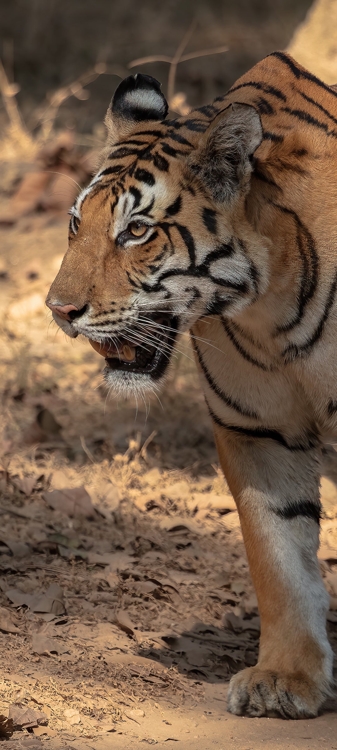 Tiger Wallpaper