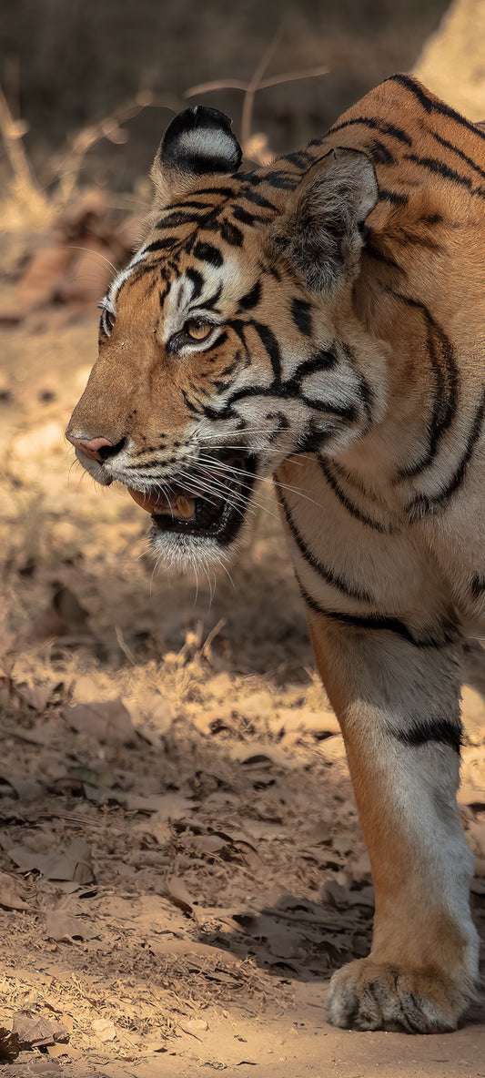 Tiger Wallpaper