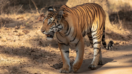 Tiger Wallpaper