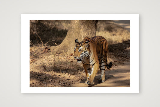 Vanraj — 60×40cm, 24×16" Print only