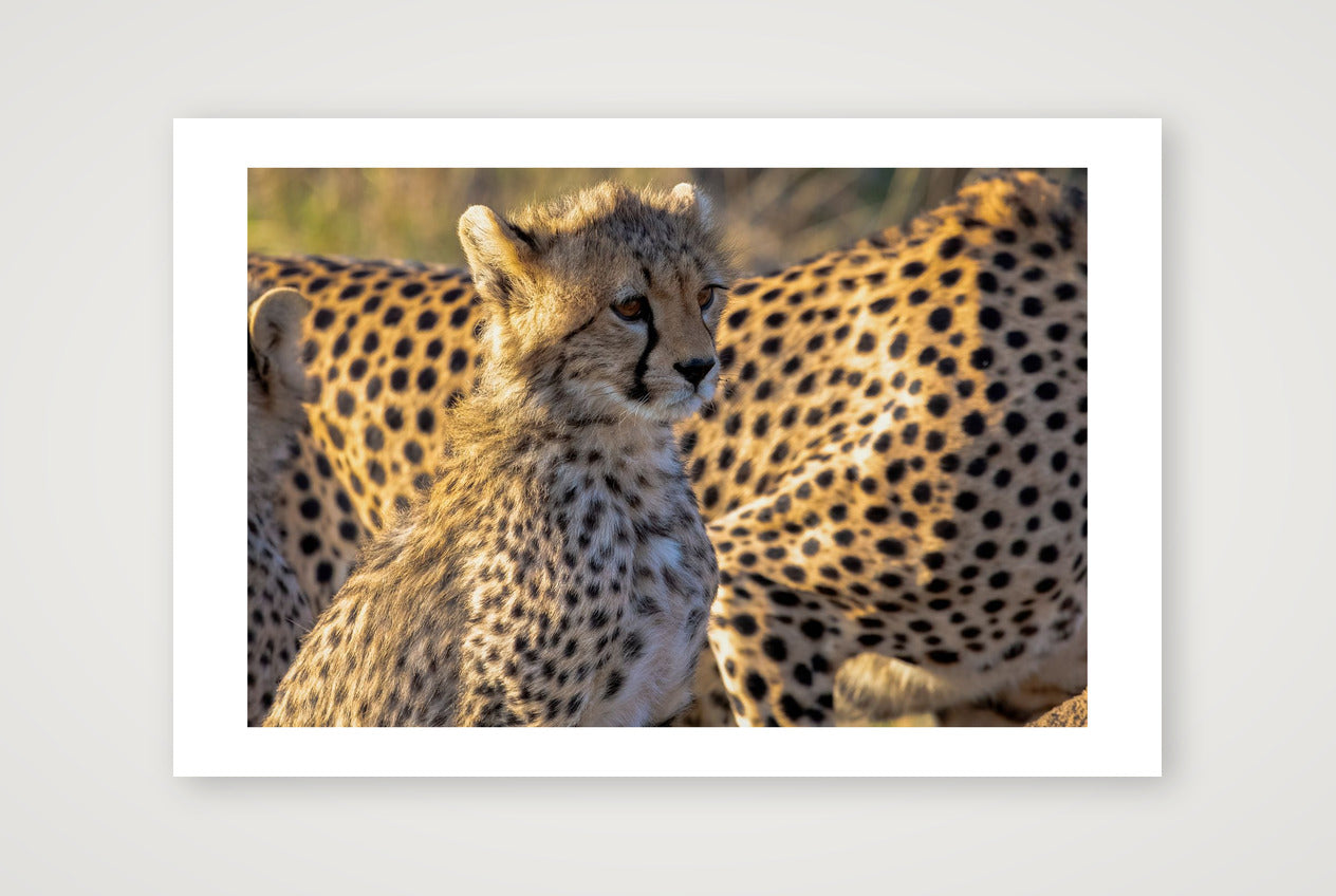 Tumaini — 60×40cm, 24×16" Print only