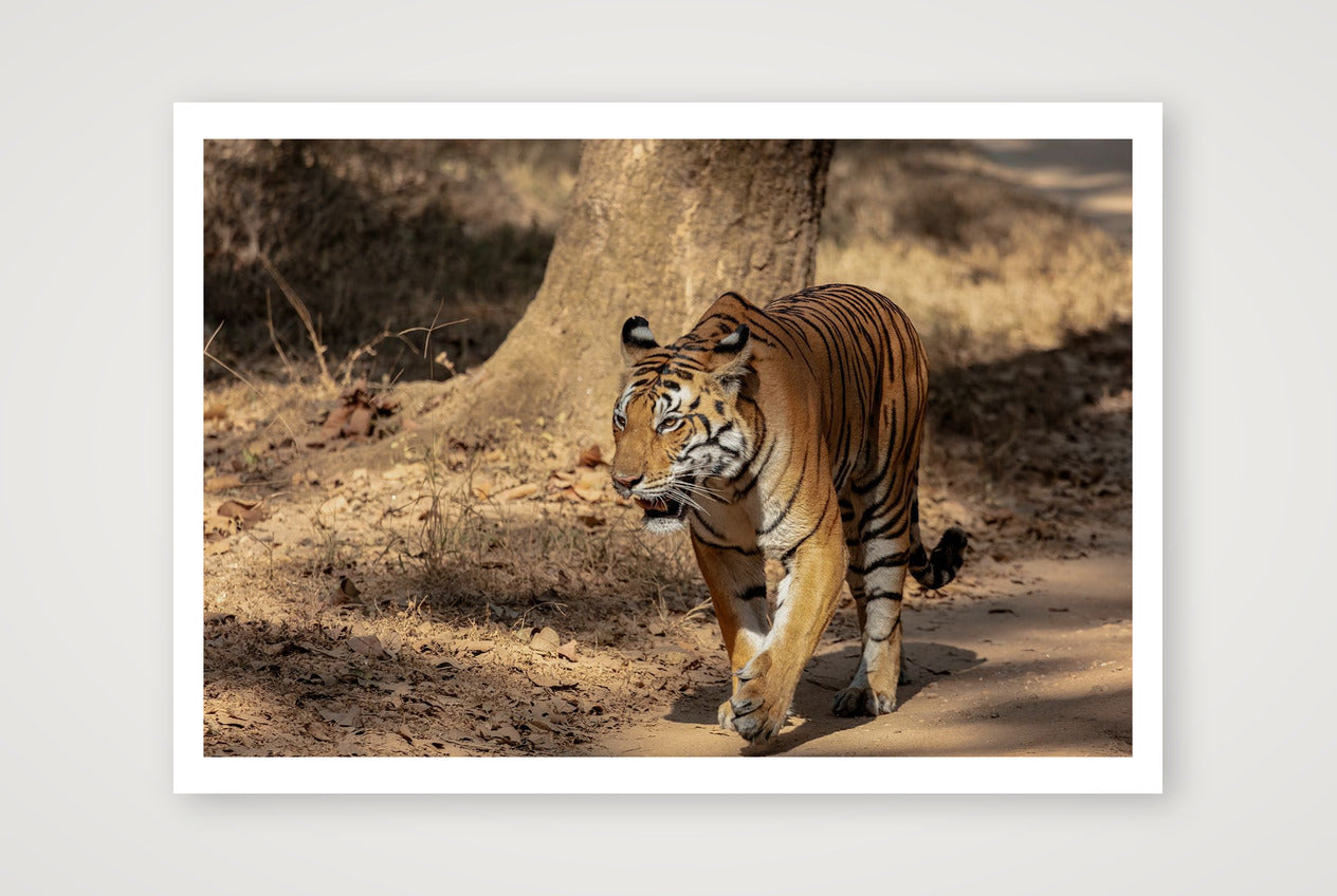 Vanraj — 100×70cm, 39×28" Print only