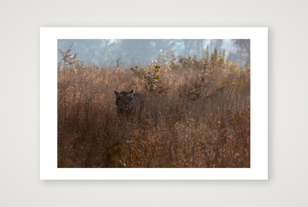 Chhaya — 45×30cm, 18×12" Print only