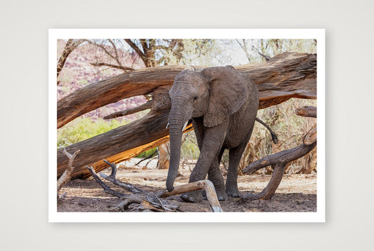 ||Hapo — 100×70cm, 39×28" Print only