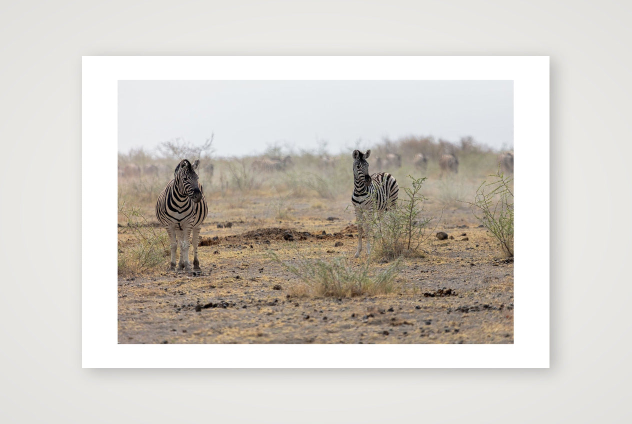 !Oareb — 45×30cm, 18×12" Print only