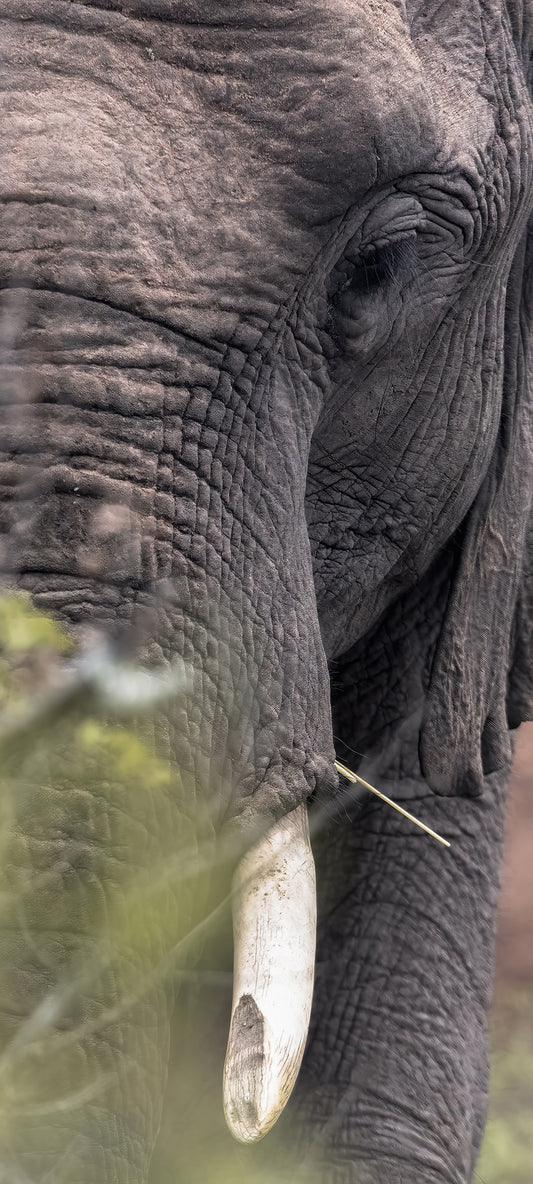 Elephant Wallpaper