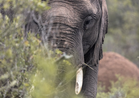 Elephant Wallpaper