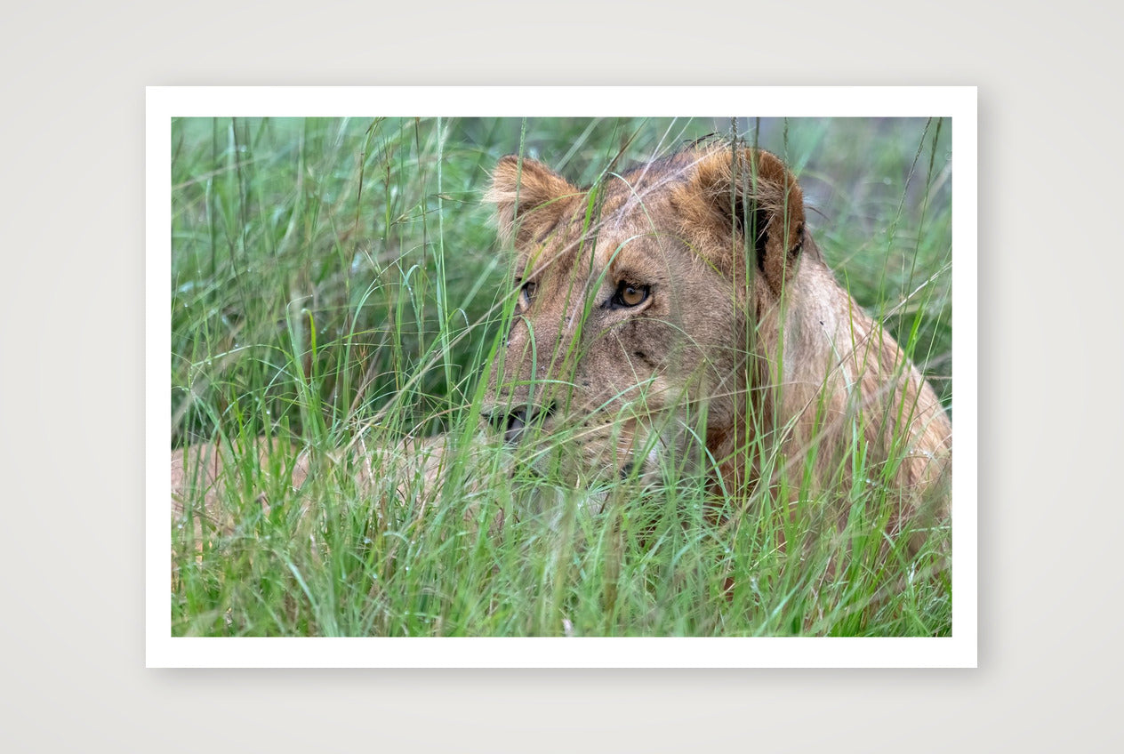 Obwengye — 100×70cm, 39×28" Print only