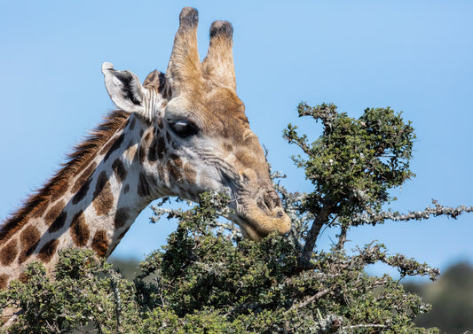 Hungry Giraffe Wallpaper