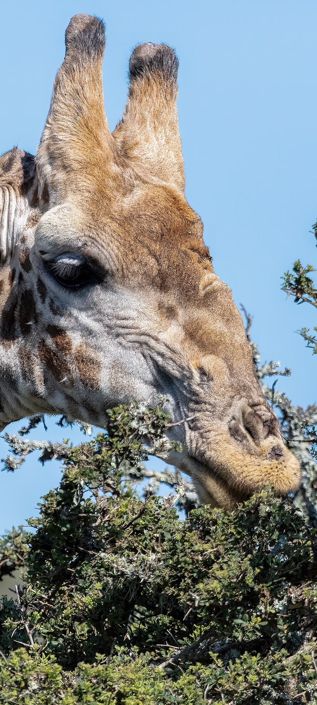 Hungry Giraffe Wallpaper