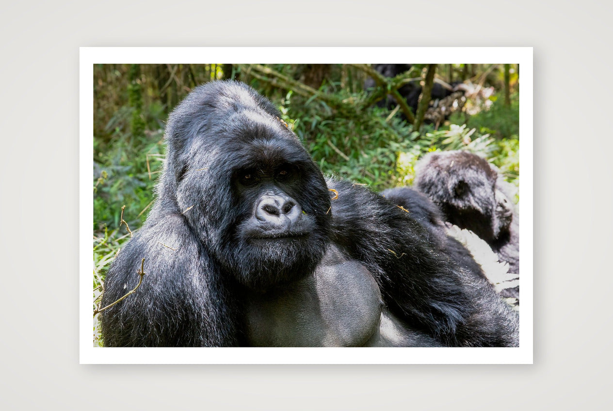 Amani — 100×70cm, 39×28" Print only