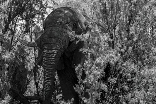 Ghosts of the Desert — Apparition