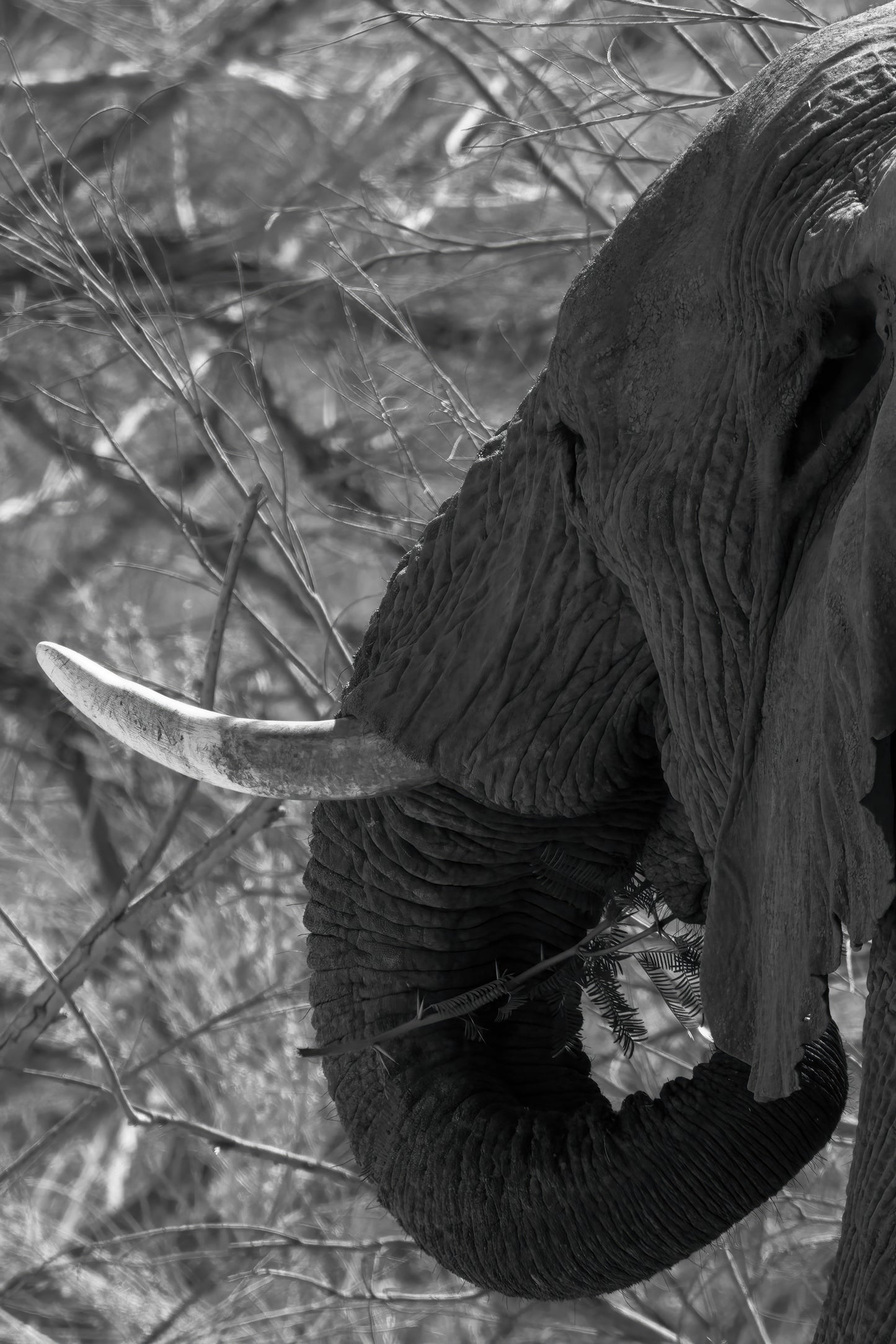 Ghosts of the Desert — Endurance
