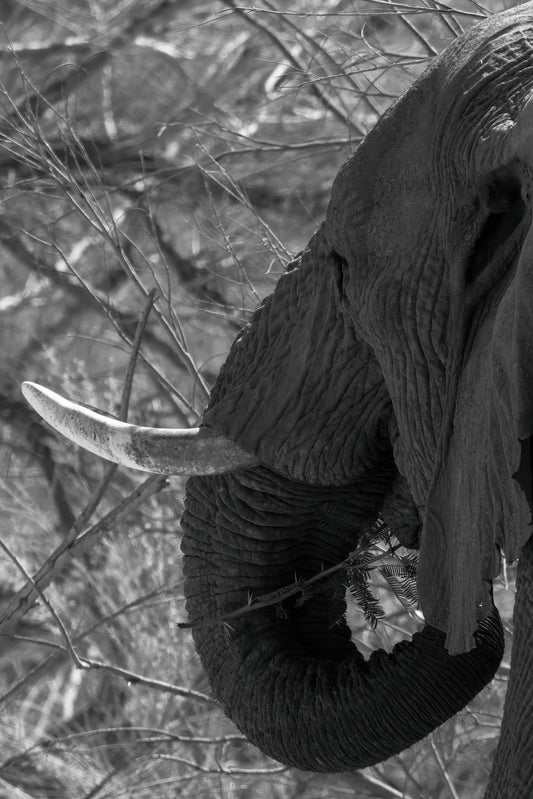 Ghosts of the Desert — Endurance