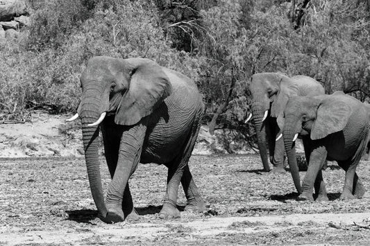 Ghosts of the Desert — Passage