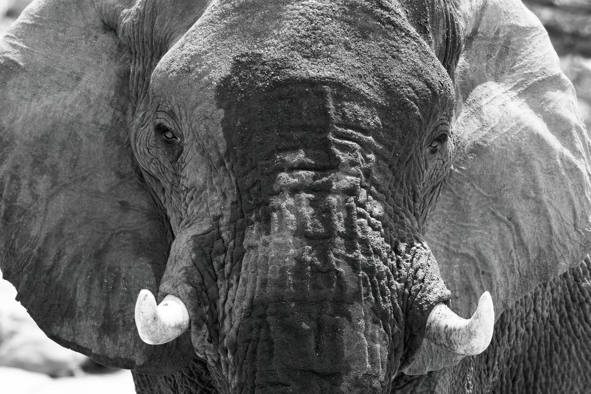 Black and white African elephant portrait photographed in Namibia