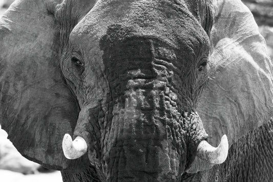 Ghosts of the Desert — Sentinel