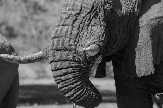 Ghosts of the Desert — Sustenance